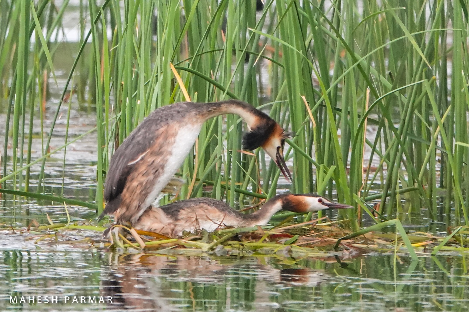 Great Crested Grebe